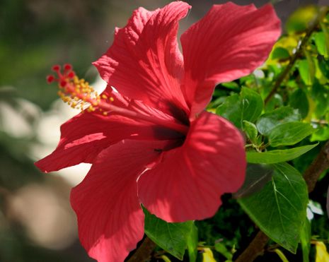 hibiscus