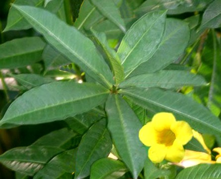 Allamanda neriifolia