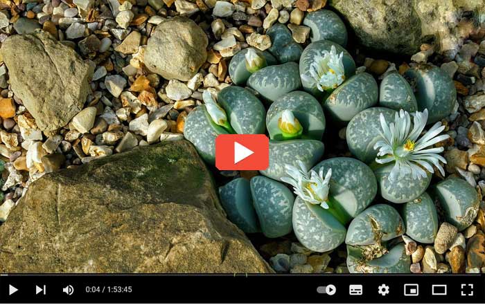 Video con varie specie di Lithops