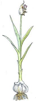 Schema pianta di aglio