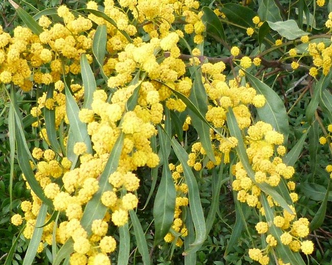 Acacia retinodes, familia Fabaceae