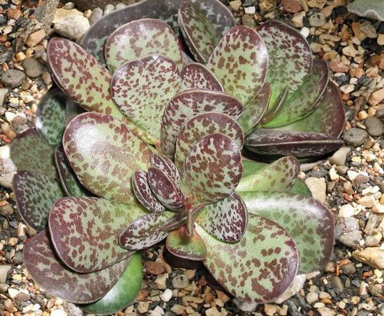 Adromiscus maculatus