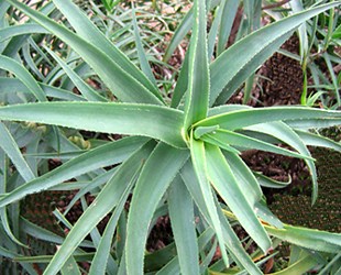 Aloe ciliaris