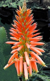 Flores Aloe arborescens