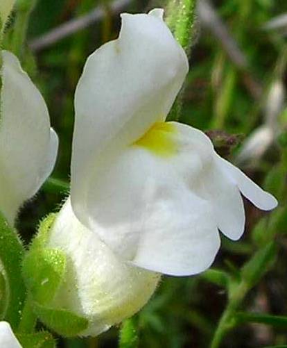 Particular antirrhinum flor