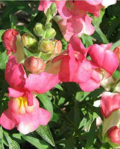 Antirrhinum con flores de color rosa