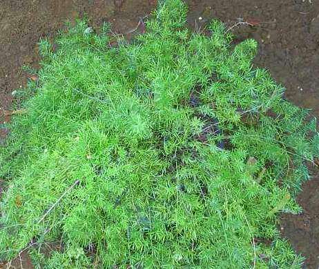 20 semillas Asparagus-myriocladus Semillas Ming helecho espárragos ornamental raras.