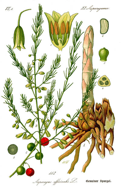 Asparagus o  ESPARRAGUERA