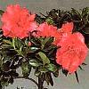Azalea, rododendro, rhododendron familia Ericaceae,  ficha de cultivo