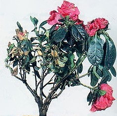 Phitophtora cactorum su azalea, un hongo