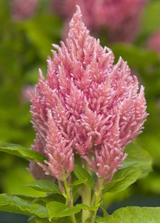 Celosia plumosa