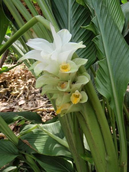 Curcuma longa