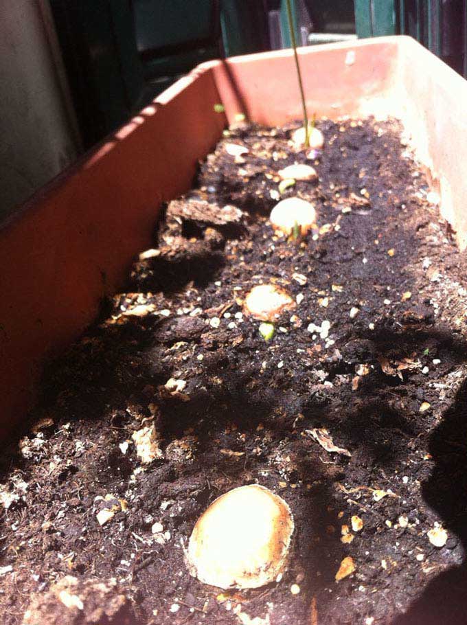Foto de una planta de Cycas nacida por semilla