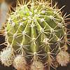Echinopsis, familia Cactaceae, , ficha de cultivo