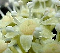Fatsia japonica flores