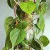 Filodendro, nome scientifico Philodendron, , ficha de cultivo