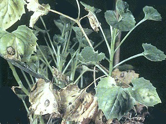 Areas necróticas sobre hojas: Ascochyta sp., Cercospora sp., Phyllosticta sp.