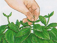 Cortar los ápices vegetativos