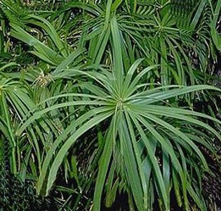 Papiro, Cyperus cultivo y cura