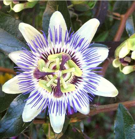 Passiflora, Flor de la pasión, pasionaria, cultivo y cura