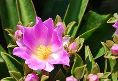 Pereskia grandifolia