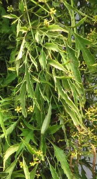 Polyscias filicifolia