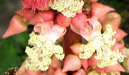 Flores de planta de ricino