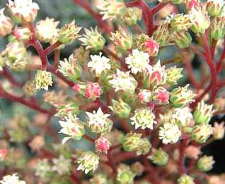 Flores Sedum bellum