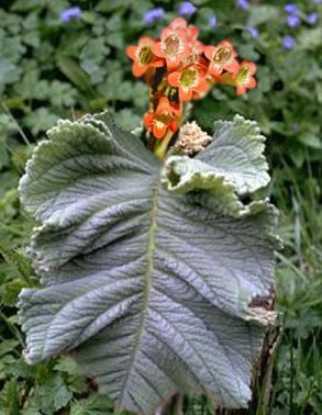 Streptocarpus dunnii