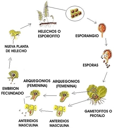 Culantrillo ciclo biologico