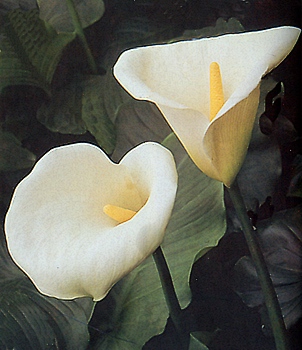 Cala, lenguaje de las flores y las plantas