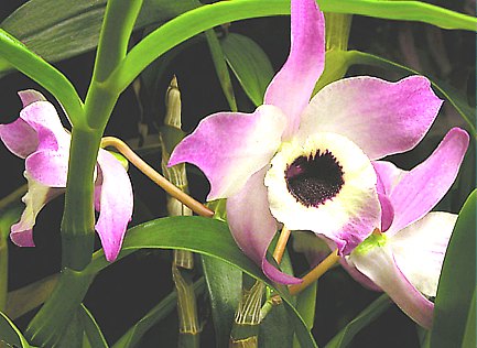 Dendrobium - Orquídeas: Técnicas de cultivo y principal especie de la  orquídea Dendrobium