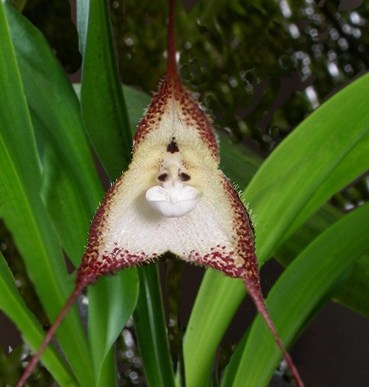 Dracula: Técnicas de cultivo y principales especies de orquídea Dracula