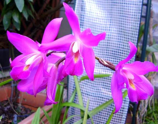 Orquídea Laelia anceps