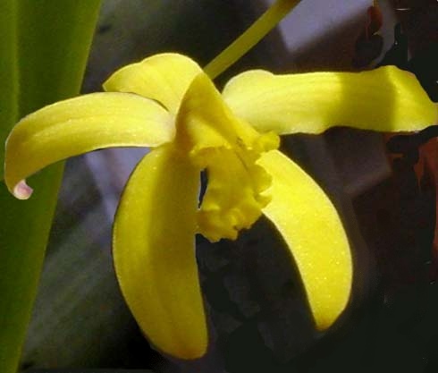 Orquídea Laelia flava
