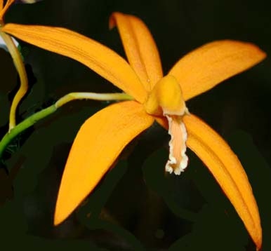 Orquídea Laelia harpophylla