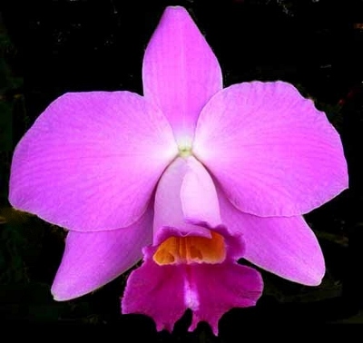 Orquídea Laelia pumila