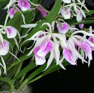 Laelia - Orquídeas - Técnicas de cultivo y principal especie de la orquídea  Laelia