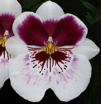 Miltonia y Miltoniopsis: Técnicas de cultivo y principales especies de orquídea  Miltonia y Miltoniopsis