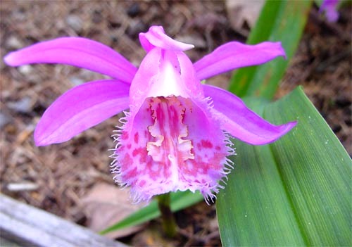 Pleione - Orquídeas - Técnicas de cultivo y principales especies orquídea  Pleione