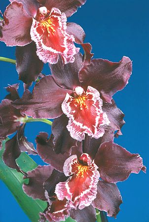 Premios a las Orquídeas - Orquídeas más bonitas