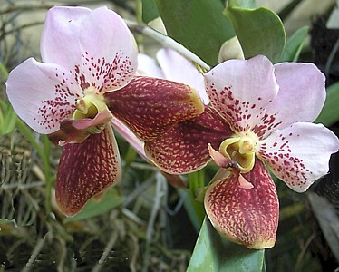 Vanda: Técnicas de cultivo y principales especies orquídea Vanda