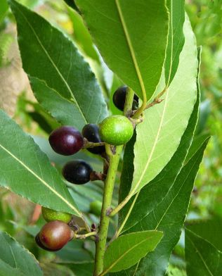 Laurel fruto