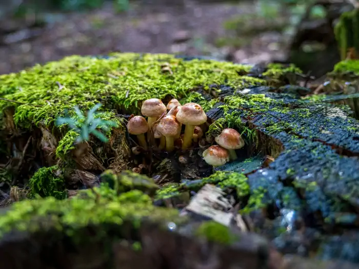 La vita nel terreno: i funghi