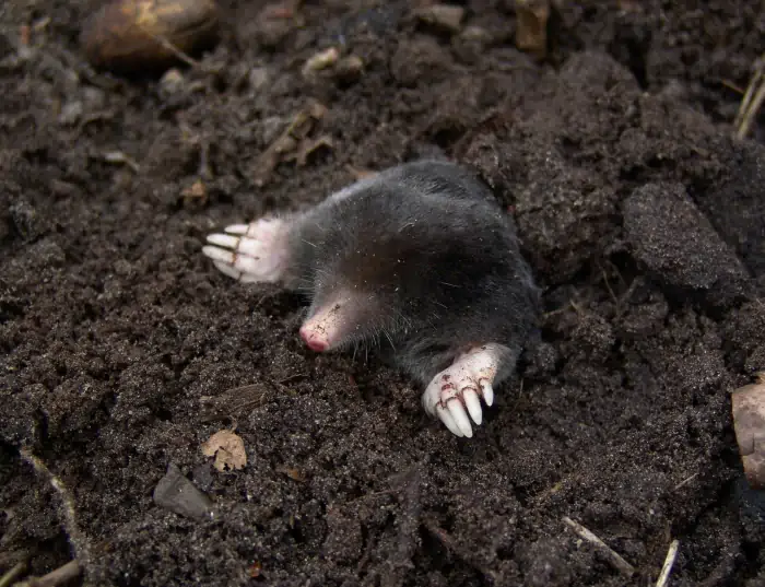 La vita nel terreno: le talpe