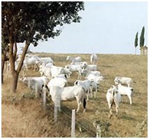 Pecore lungo il tratturo durante la transumanza