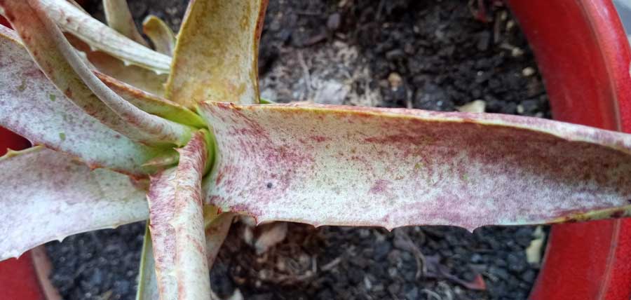 Le foglie della mia Aloe hanno assundo un colore marrone