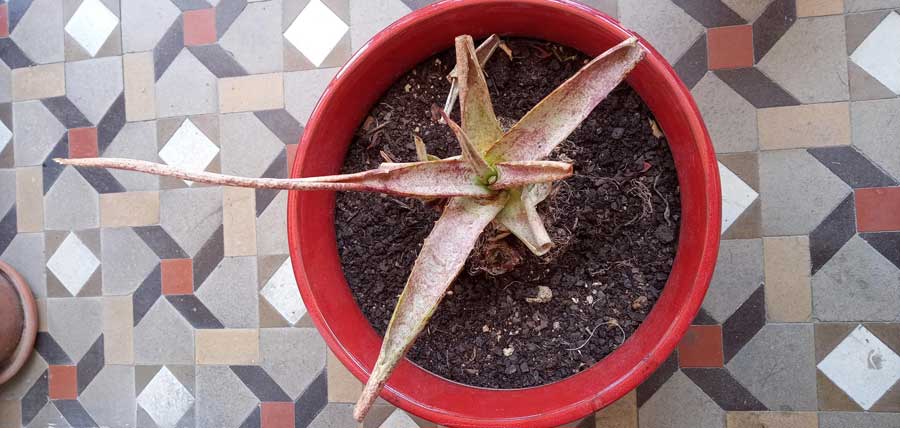 Le foglie della mia Aloe hanno assundo un colore marrone