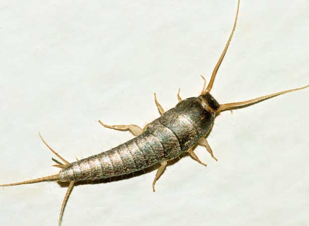 Problemi pesciolini d'argento