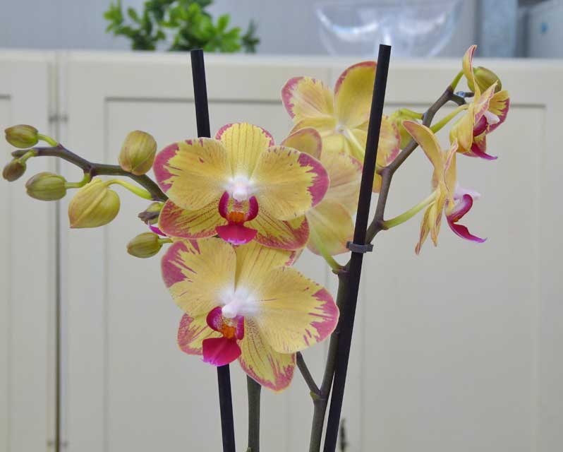 Esperto risponde su come coltivare, curare e far fiorire le orchidee